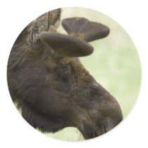 Moose Photo Stickers
