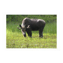 Moose Pond posters by gjdm01 Moose Pond posters