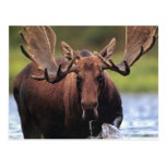 Moose Post Cards