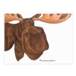 moose post cards