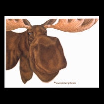 moose postcards