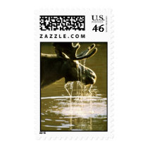Moose Postage Stamps