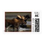 Moose Stamps