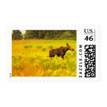 Moose postage by nmpics Moose postage