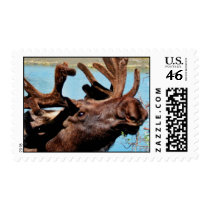 Moose Postage Stamp