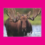 Moose Post Cards Moose Post Cards