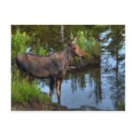 Moose Post Card