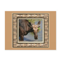 Moose postcards by patricia_lane80 Moose postcards