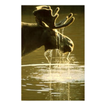 Moose posters by beverlytazangel Moose posters