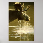 Moose posters