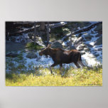 Moose Poster