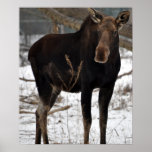 Moose Print