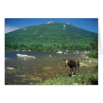 Moose Sandy Stream Pond South Turner Mountain Card