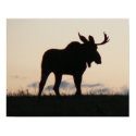 moose silouette posters by sinisterplanner moose silouette posters