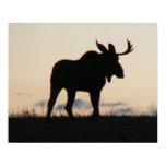 moose silouette