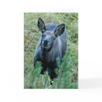 Moose Smile card