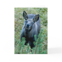 Moose Smile cards