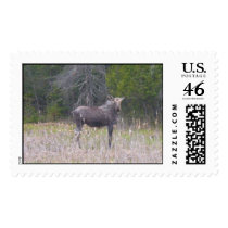 moose stamps