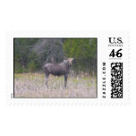 moose stamps