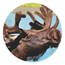 Moose Sticker