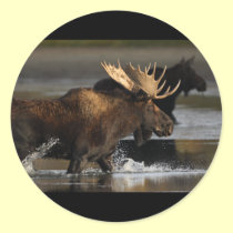 Moose stickers