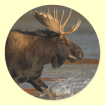 moose stickers