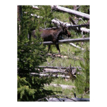 Moose Tracking posters
