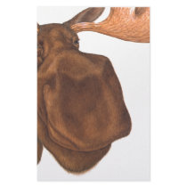 moose_transperant_2 stationery by moosecard moose_transperant_2 stationery