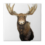 Moose Trophy Tile