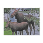 Moose with calf - Greetings Postcard Moose with calf - Greetings Postcard