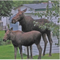 Moose with her calf Photo Sculpture