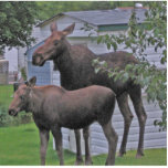 Moose with her calf Photo Sculpture