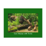 Moose with Twins Postcard