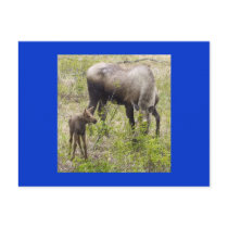 Moosecalf Postcard