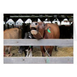 MOOving On Greeting Card MOOving On Greeting Card