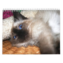 More kittens calendars