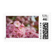 More Sakura Blossoms postage