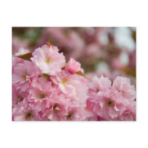 More Sakura Blossoms postcards by AryadnaDesign More Sakura Blossoms postcards