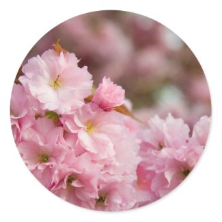 More Sakura Blossoms sticker