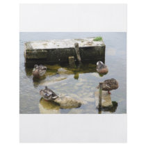 More Sleeping Ducks flyers by A_Phoenix More Sleeping Ducks flyers