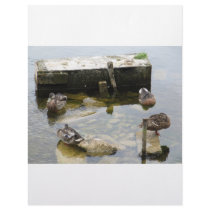 More Sleeping Ducks letterhead