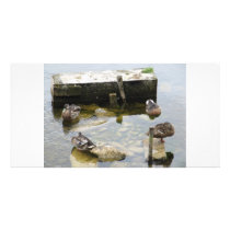 More Sleeping Ducks photo cards by A_Phoenix More Sleeping Ducks photo cards