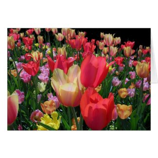 More Tulips card