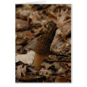 Morel cards by wolfmountainstudio Morel cards