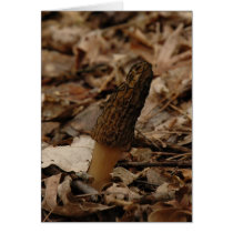 Morel cards