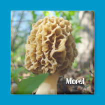 Morel Mushroom Magnet magnets