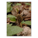Morel Time cards by wolfmountainstudio Morel Time cards