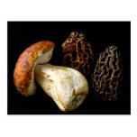Morels and King Bolete Post Cards