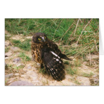 Morepork cards by keoma Morepork cards