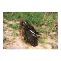 Morepork posters